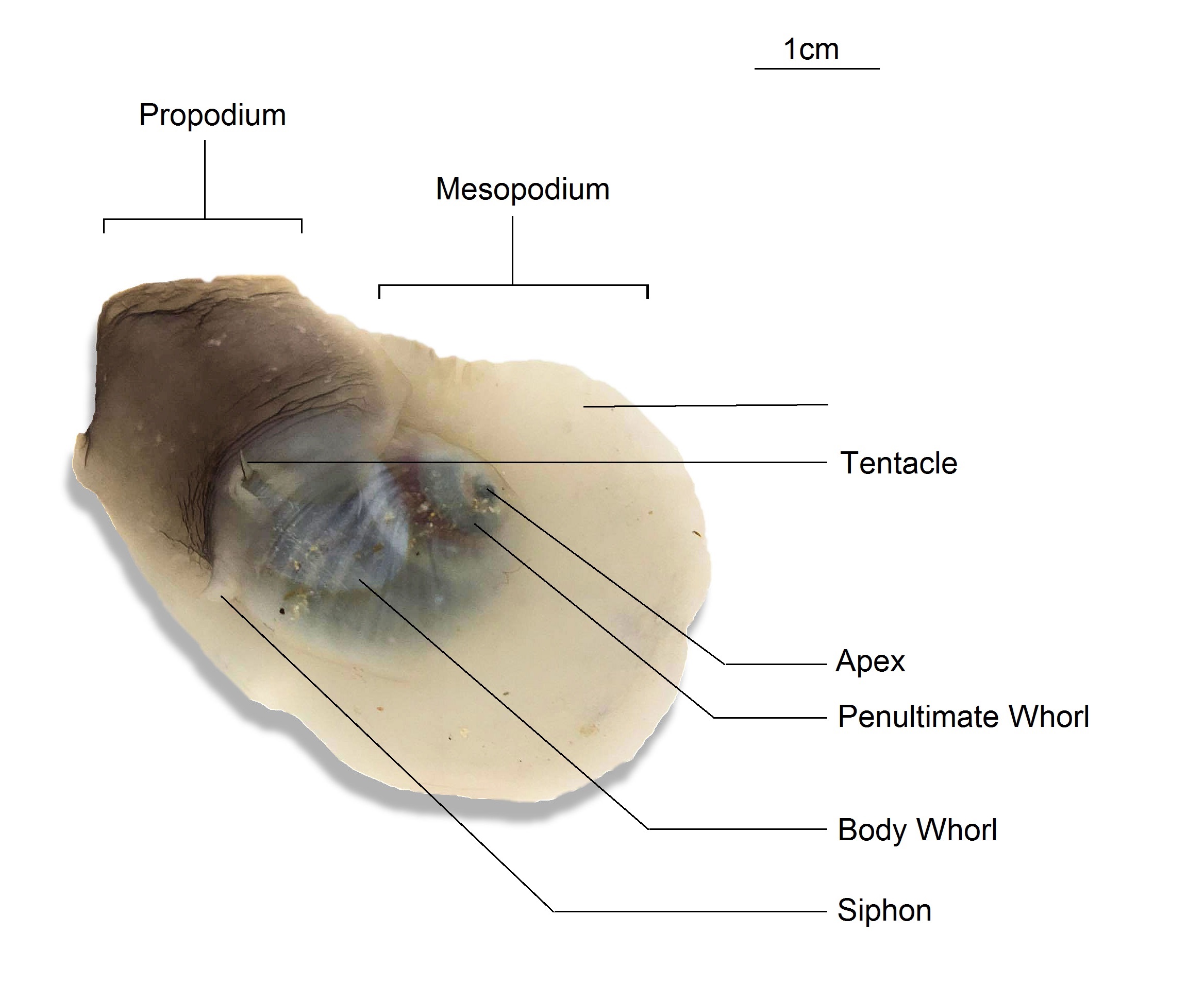 figure image